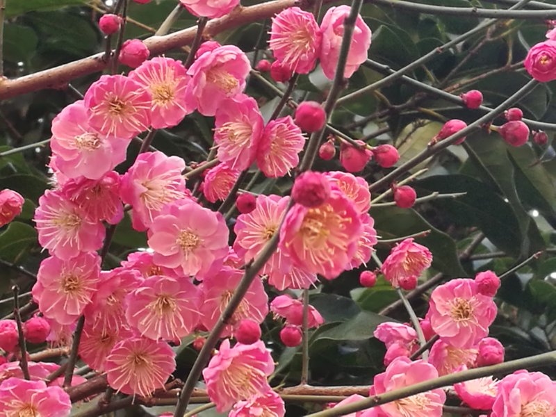 太阳成集团tyc7111cc-拒绝惨案!德赫亚神奇指尖扑救 招牌绝技封杀马内单刀(图1) 太阳成集团tyc7111cc