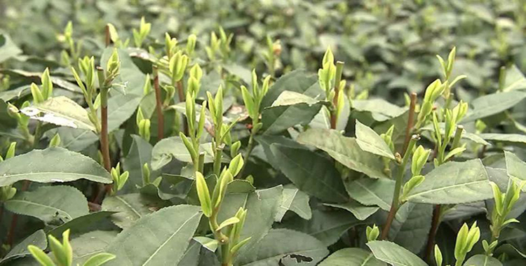 太阳成集团tyc7111cc-英超-洛里又送礼凯恩破门 10人热刺2-1灭南安普敦(图1) 太阳成集团tyc7111cc