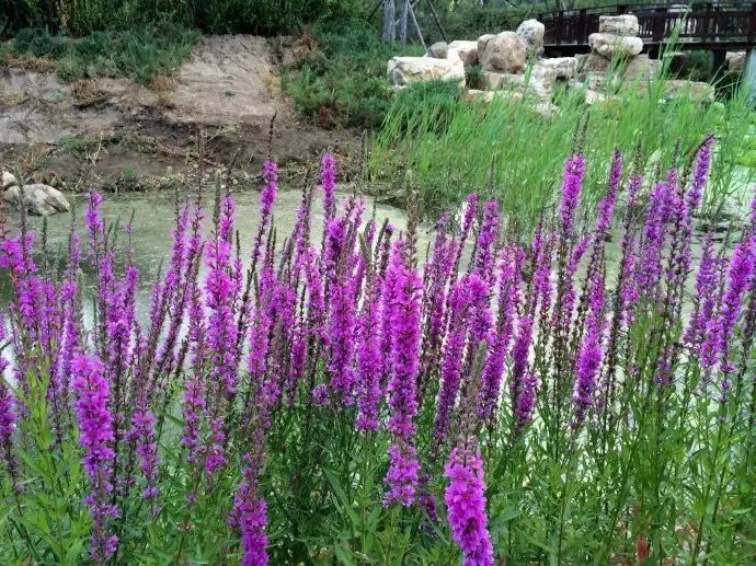 “太阳成集团tyc7111cc”绵羊音天后曾轶可12月17日将空降江苏倾情献唱(图3) 太阳成集团tyc7111cc