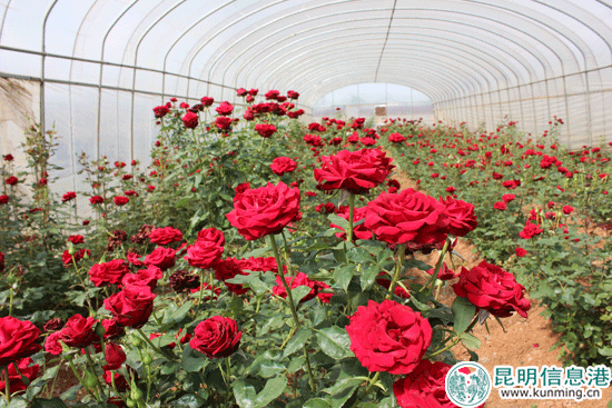 太阳成集团tyc7111cc