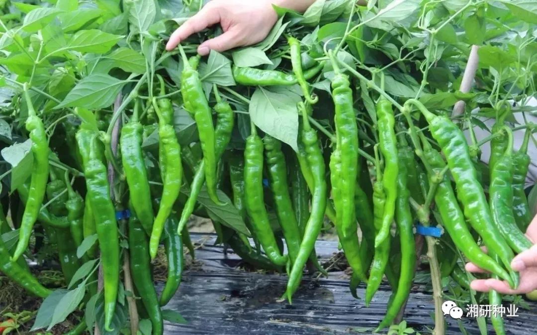 太阳成集团tyc7111cc