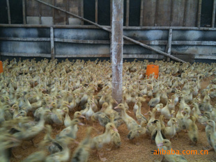 太阳成集团tyc7111cc